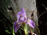 unguicularis Starkers Pink